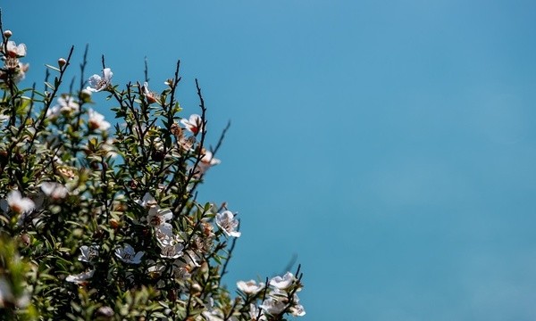 最新明细:2026年莱佛士音乐学院各课程费用一览